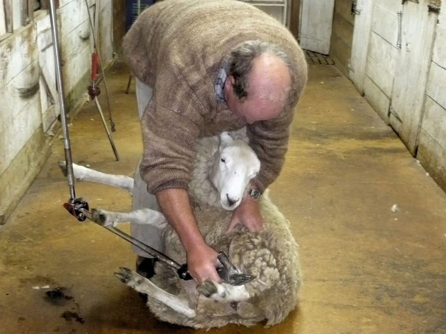 TravelXL-van-Limburg-NieuwZeeland-Zuidereiland-schapen-scheren