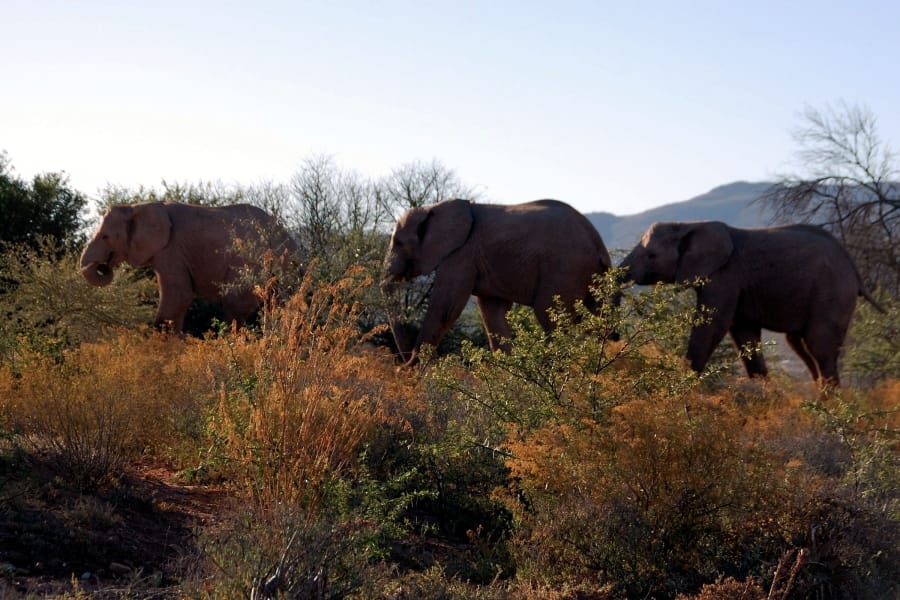 TravelXL-van-Limburg-Zuid-AFRIKA-olifanten