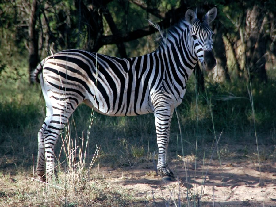 TravelXL-van-Limburg-Zuid-AFRIKA-zebra
