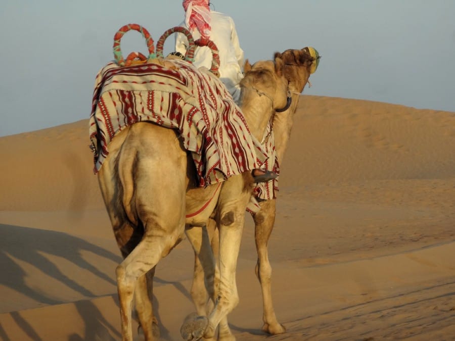 TravelXL-van-Limburg-DUBAI-kameel-woestijn-safari