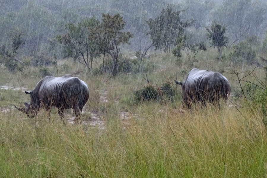 travelxl-van-limburg-zuid-afrika-welgevonden-neushoorns-in-de-regen
